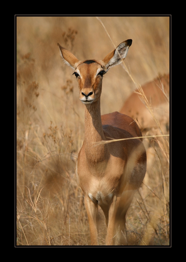 impala