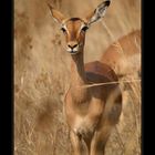 impala