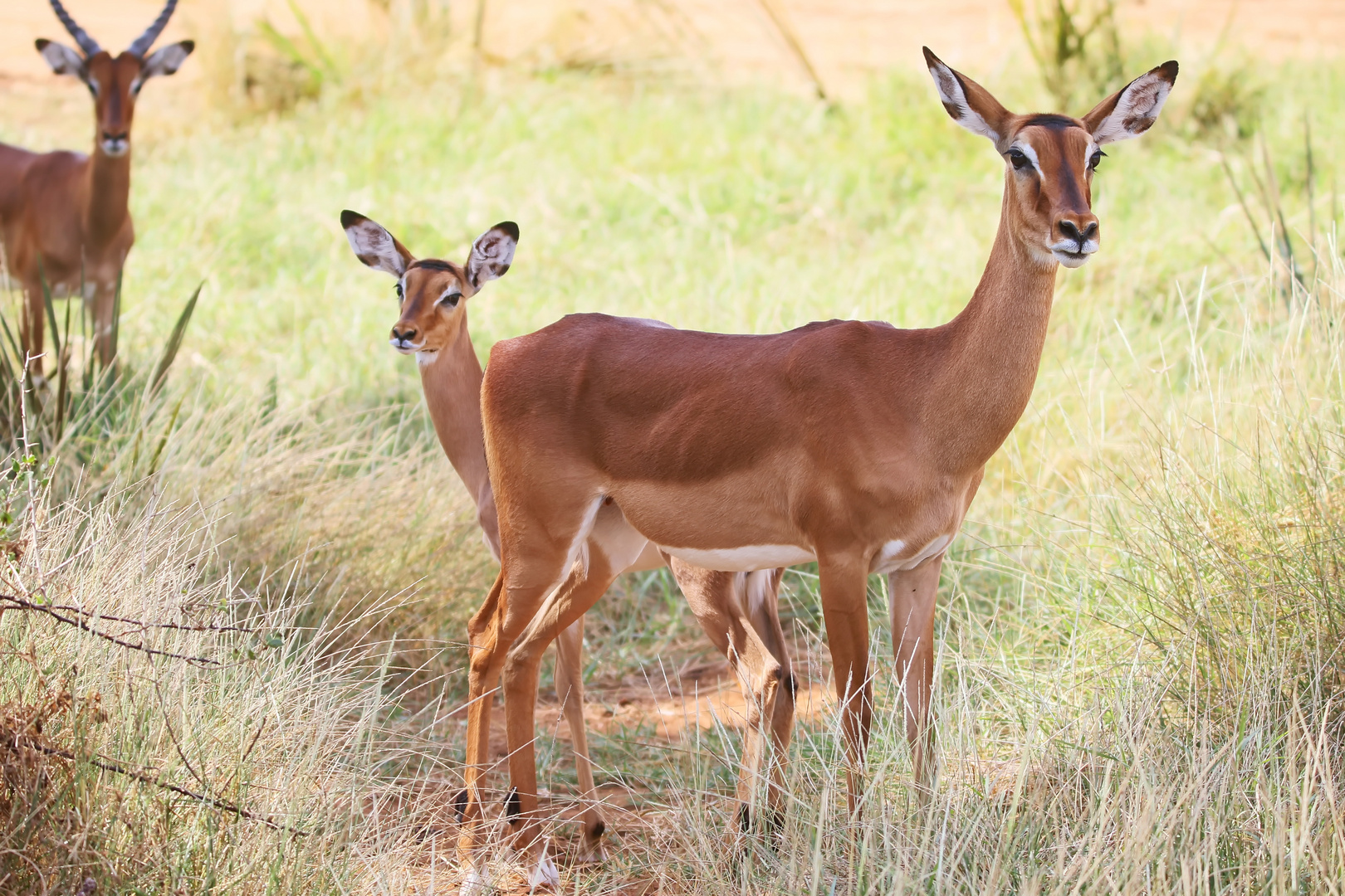 Impala