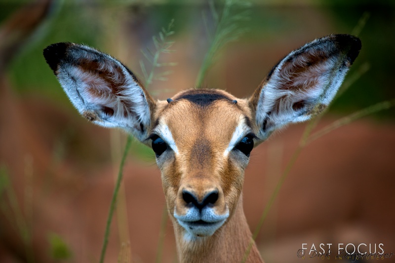 Impala