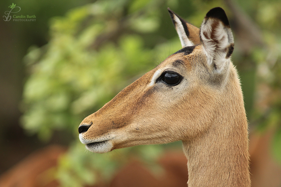 Impala ...