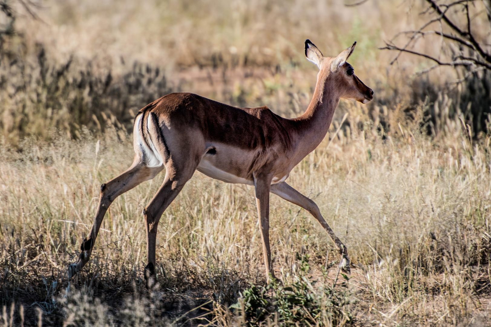 Impala