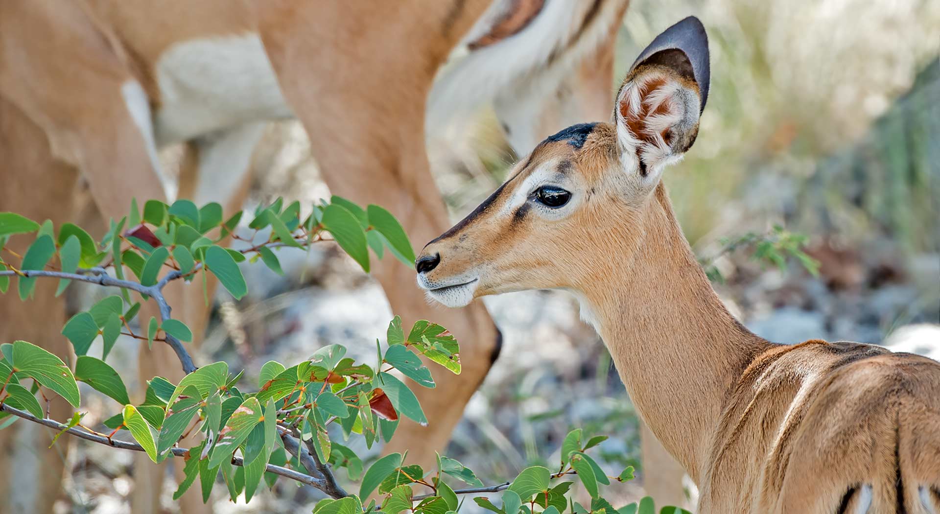 Impala