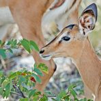 Impala