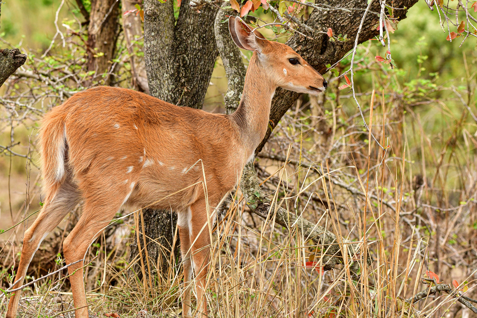 Impala