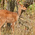 Impala