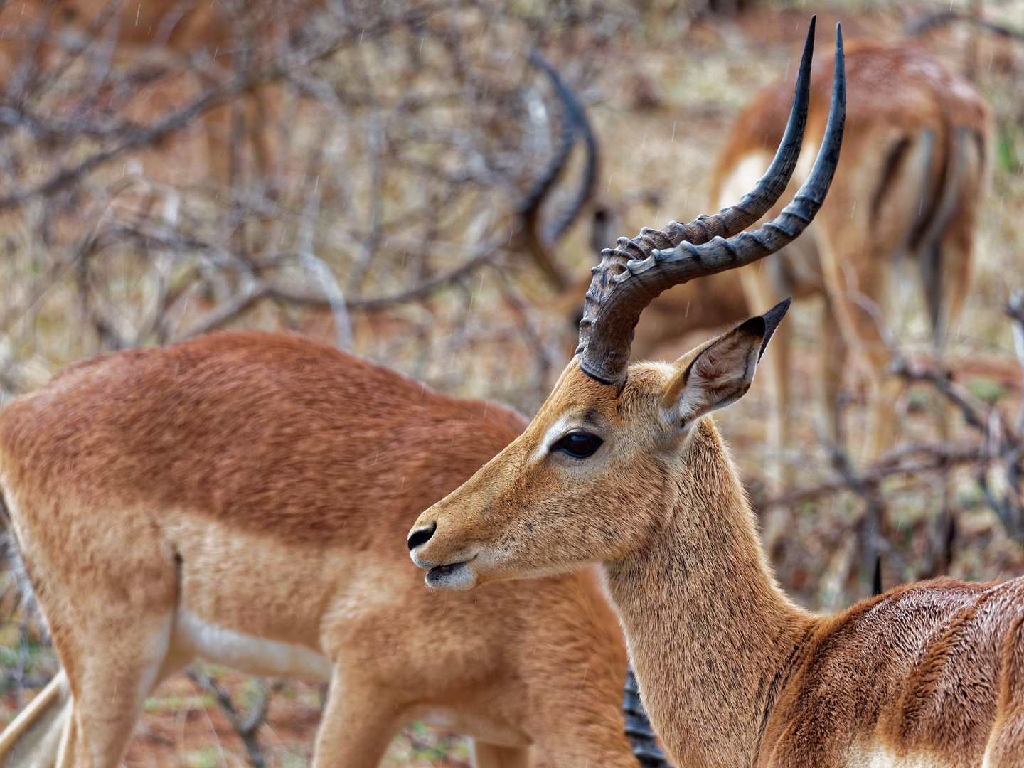 Impala