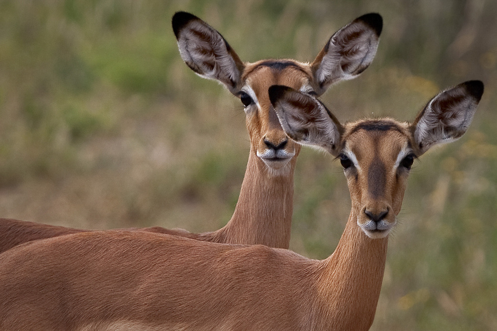 Impala