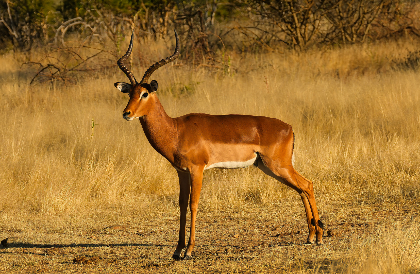 Impala-5