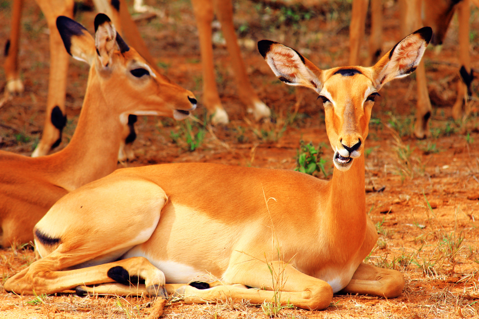 Impala