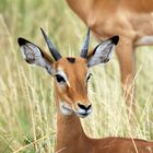 Impala