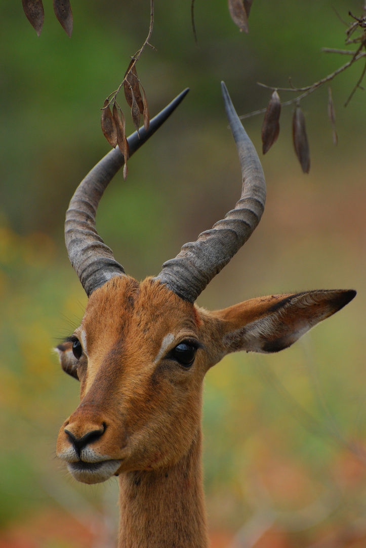 Impala