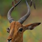 Impala