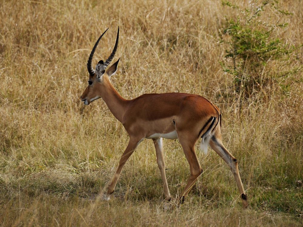 Impala