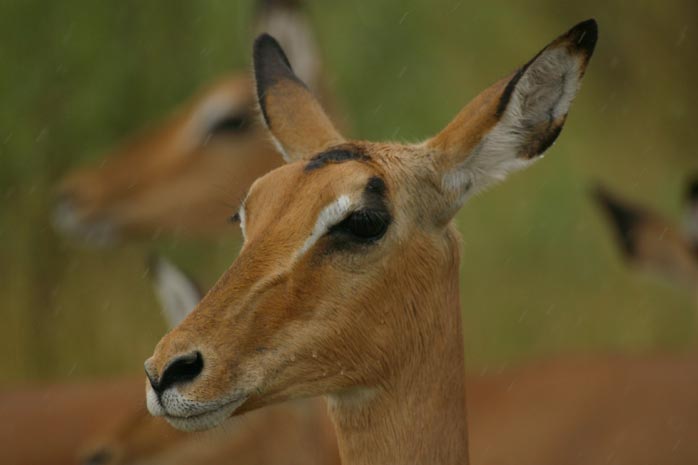 Impala