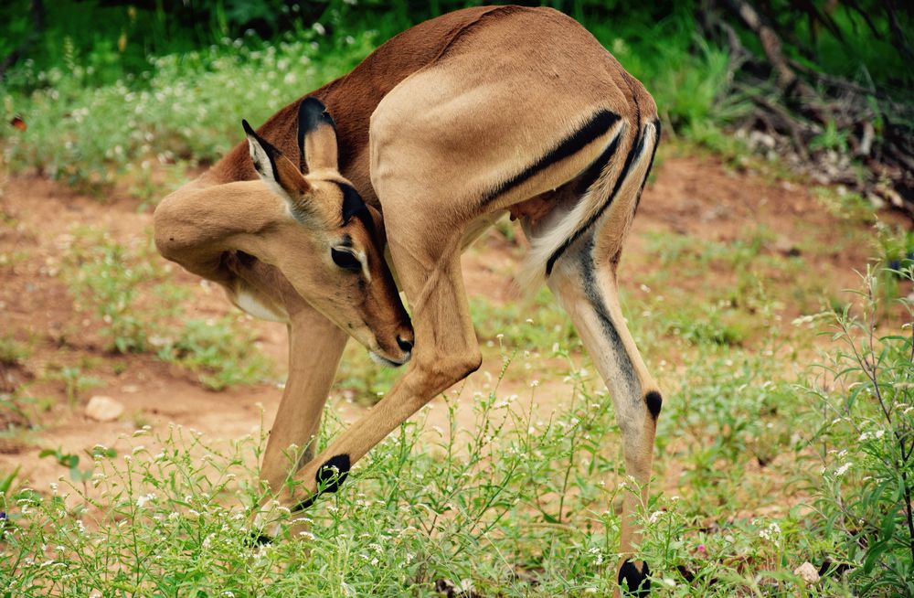 Impala