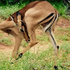 Impala