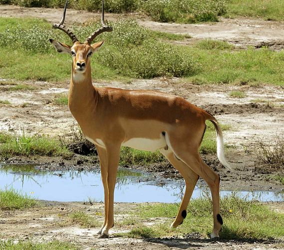 Impala