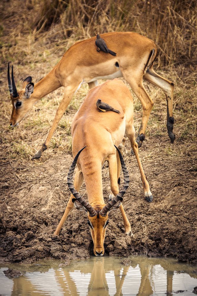 Impala