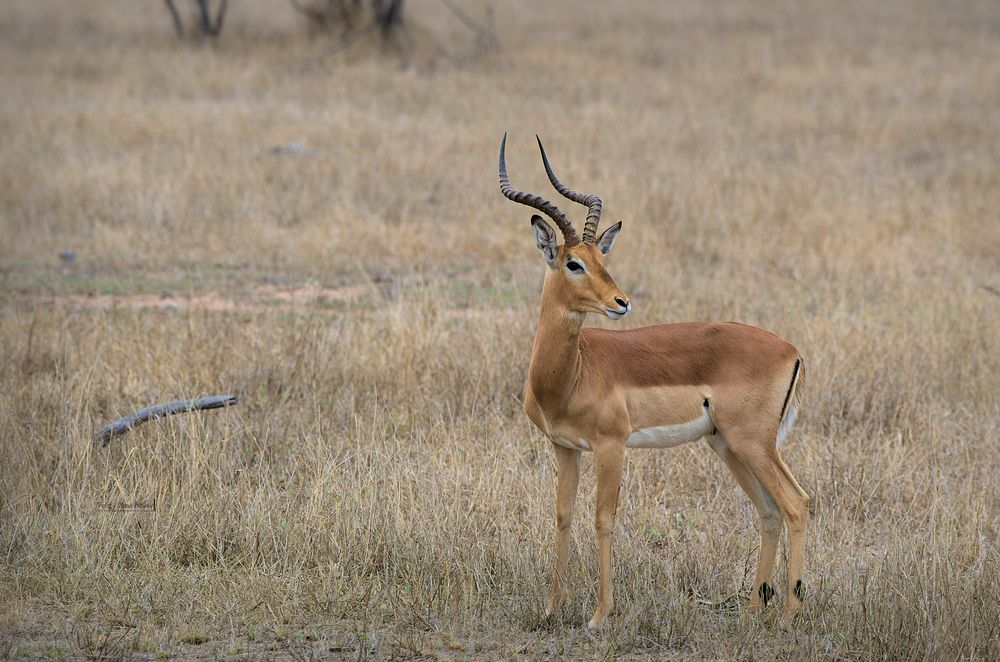 Impala