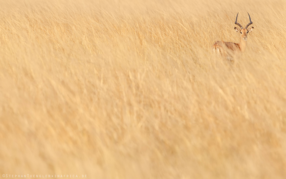 impala -