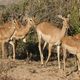 Antelopes