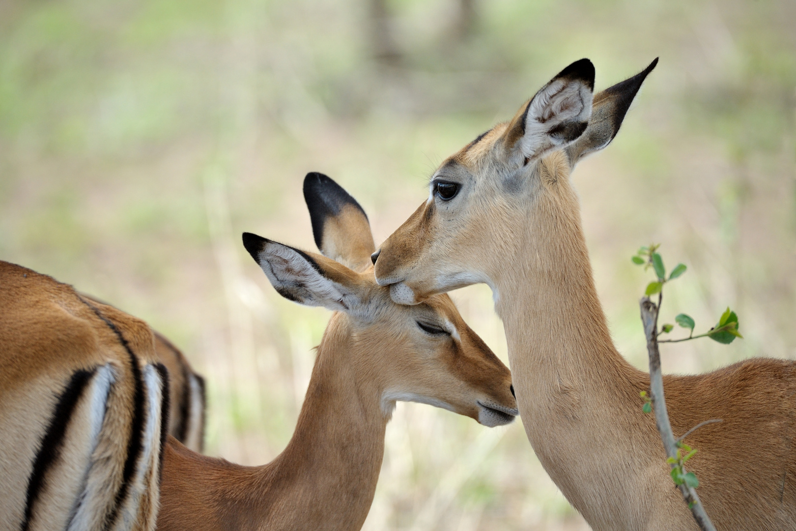 impala