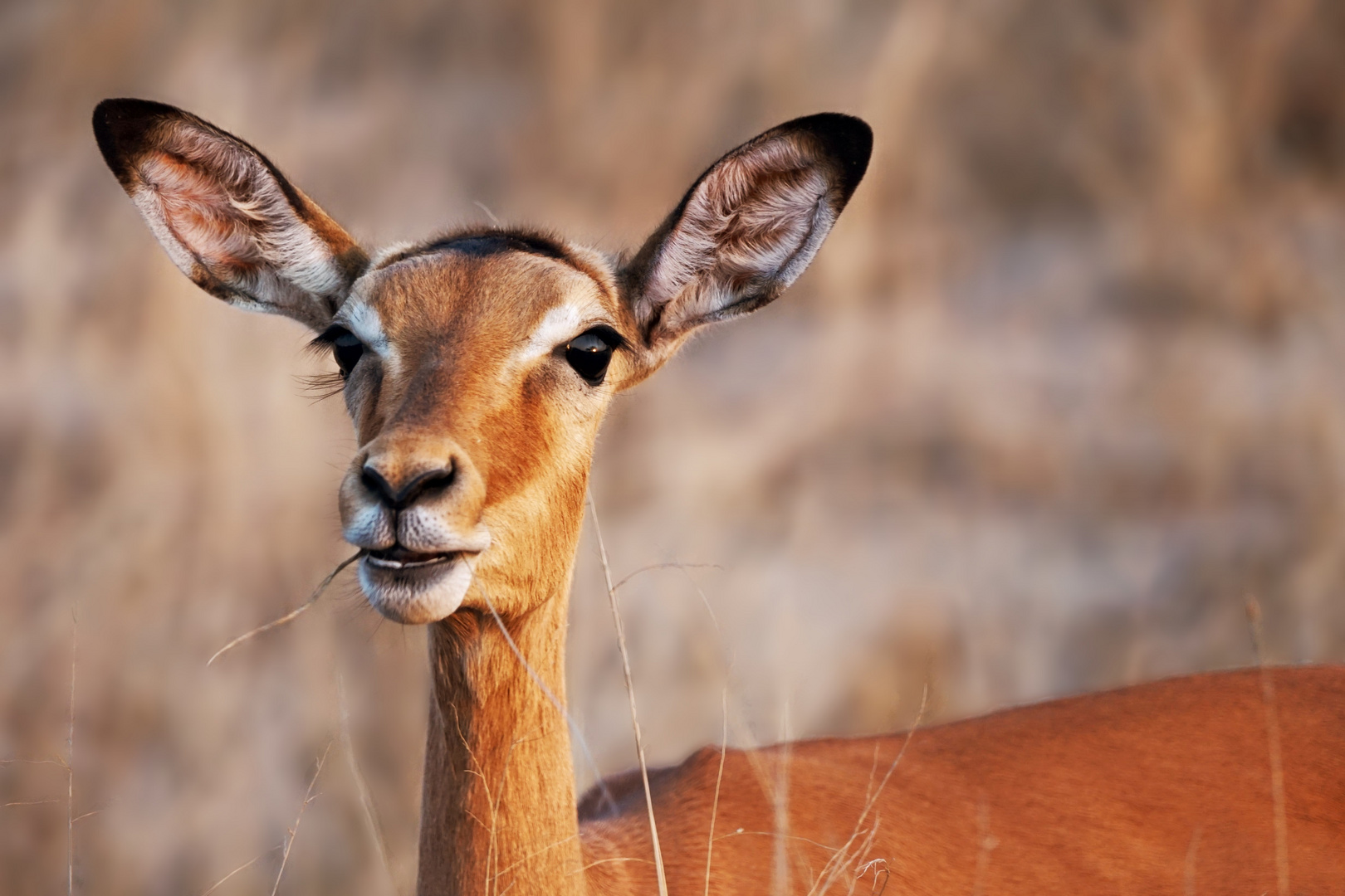 Impala