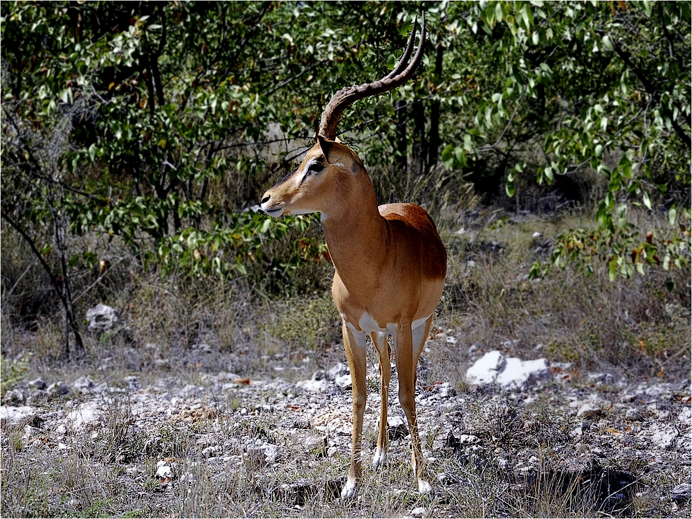 Impala