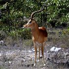 Impala