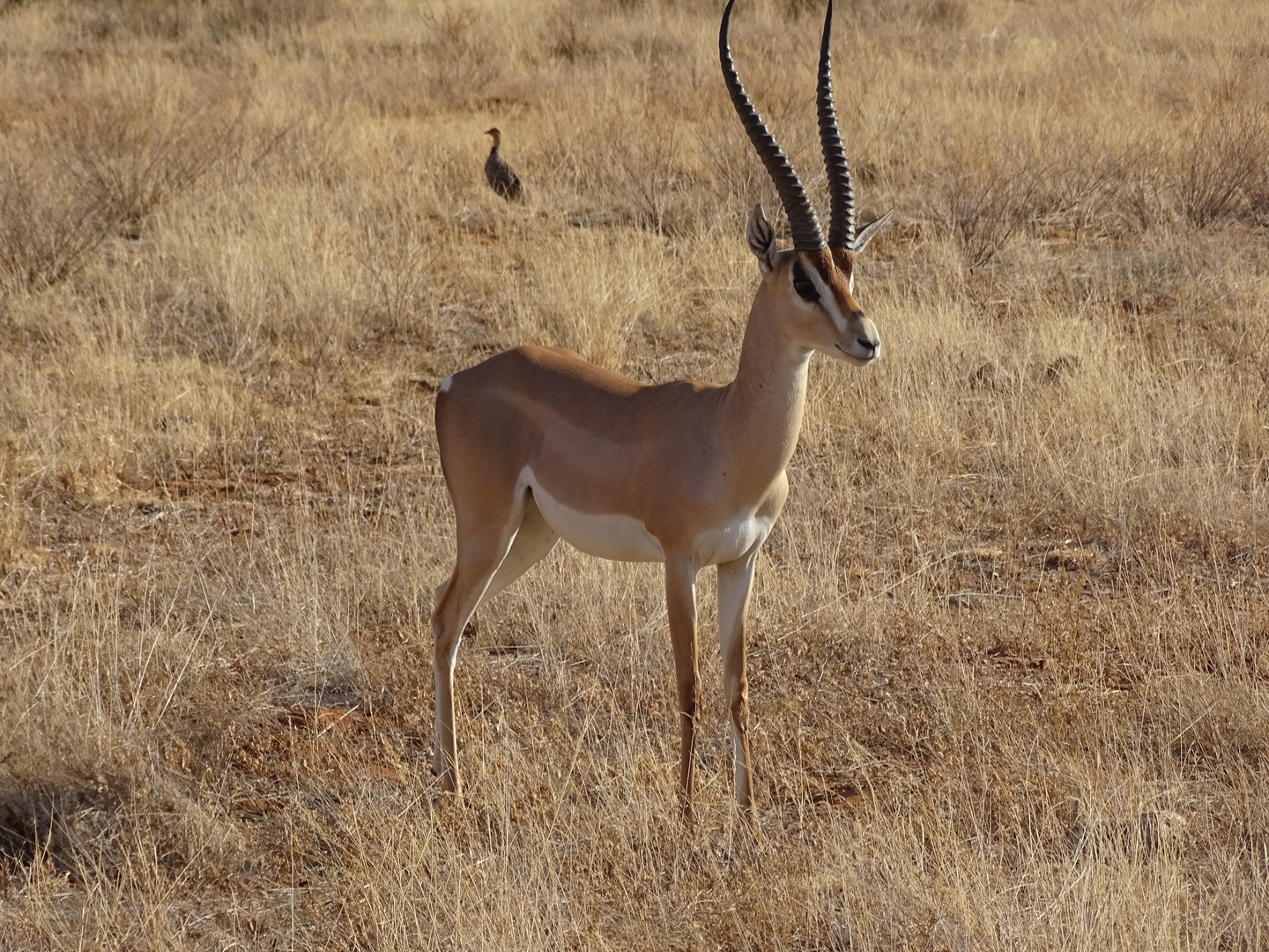 Impala