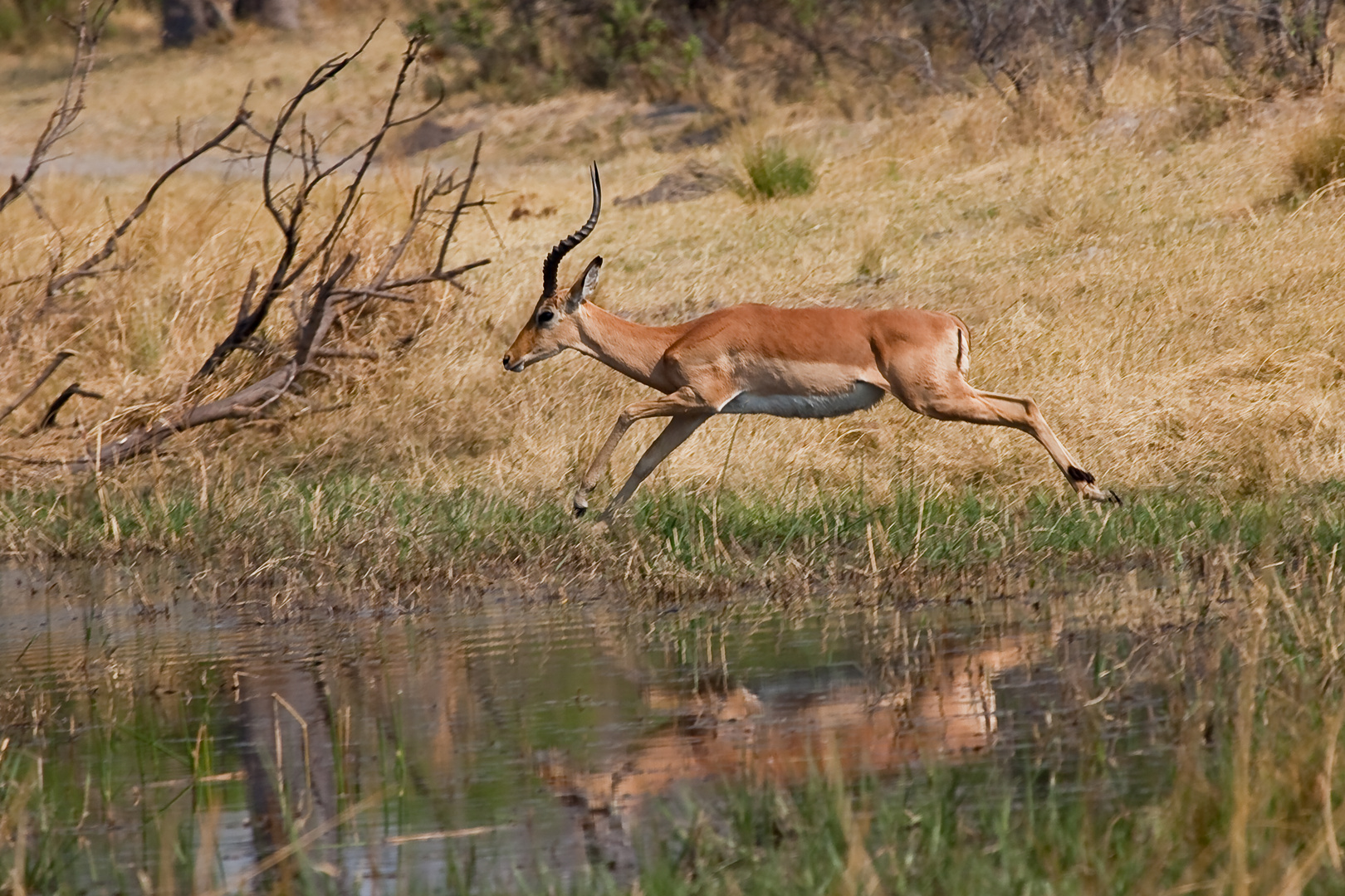 Impala