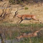 Impala