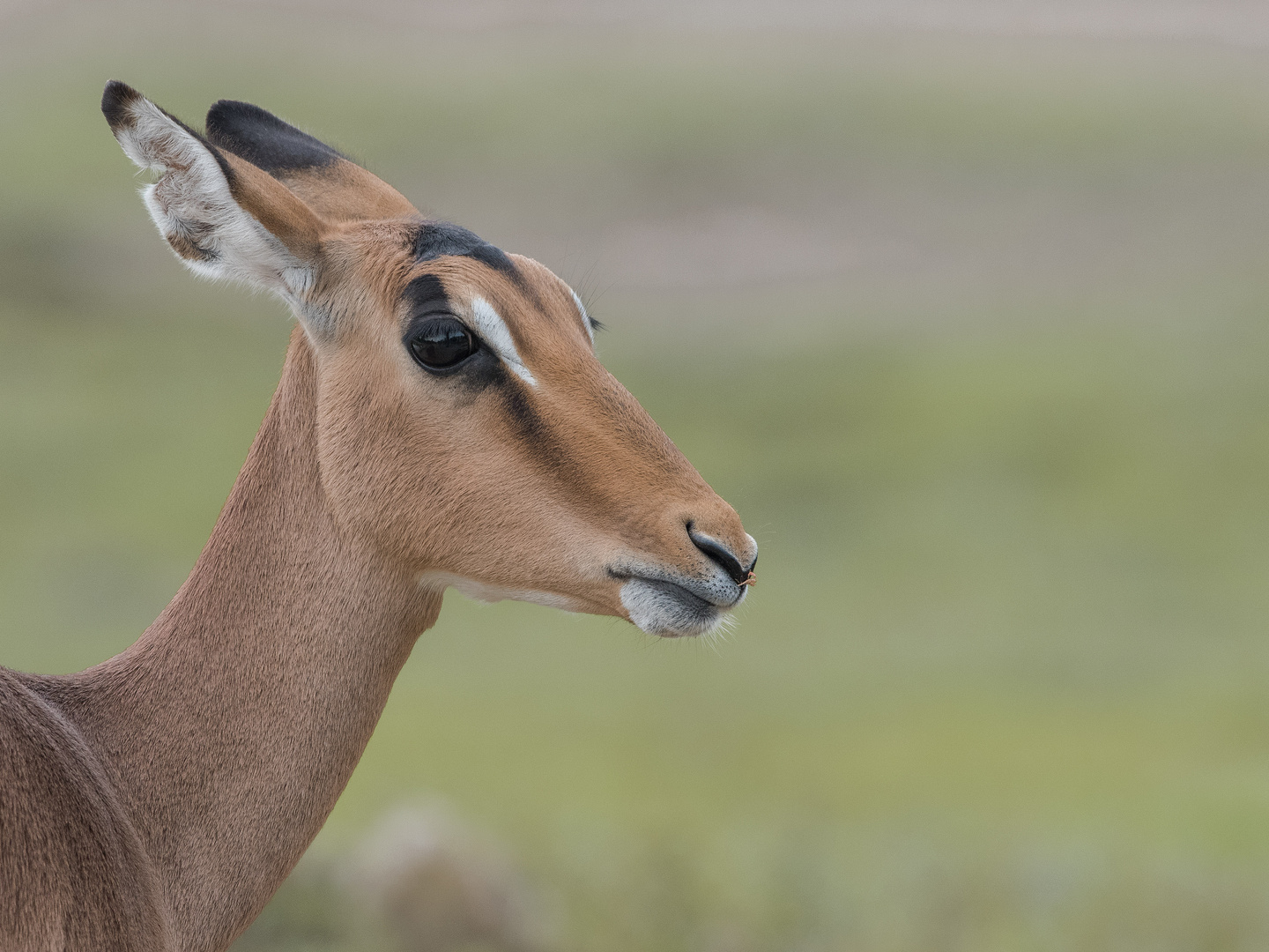 .Impala.