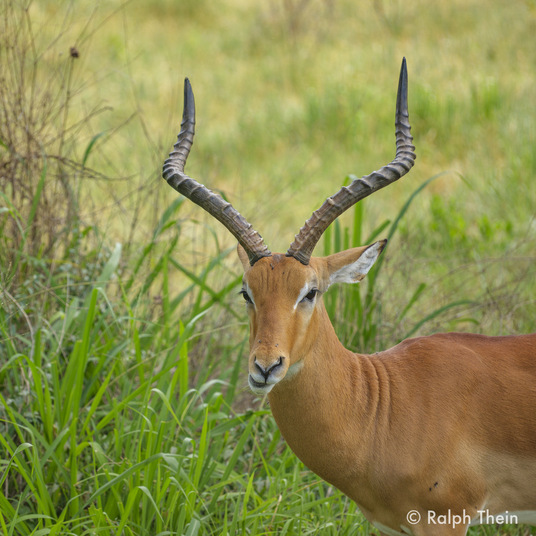 Impala