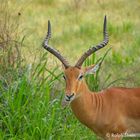 Impala