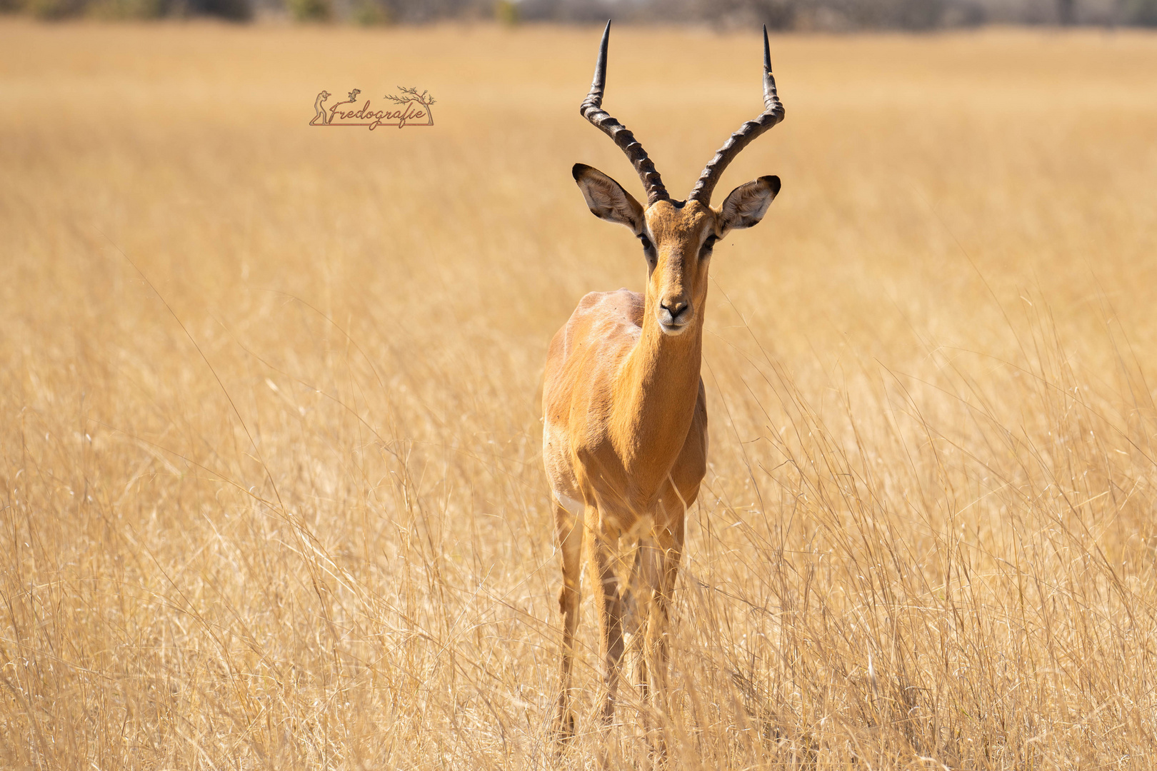 Impala