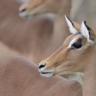 Impala