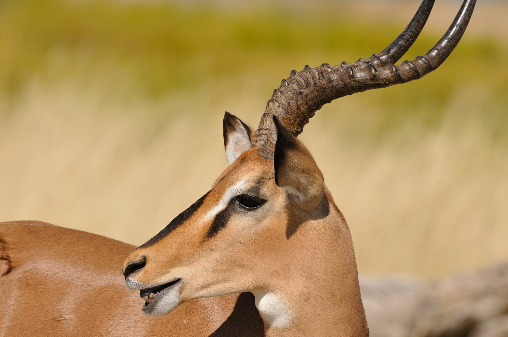 Impala