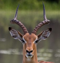 Impala