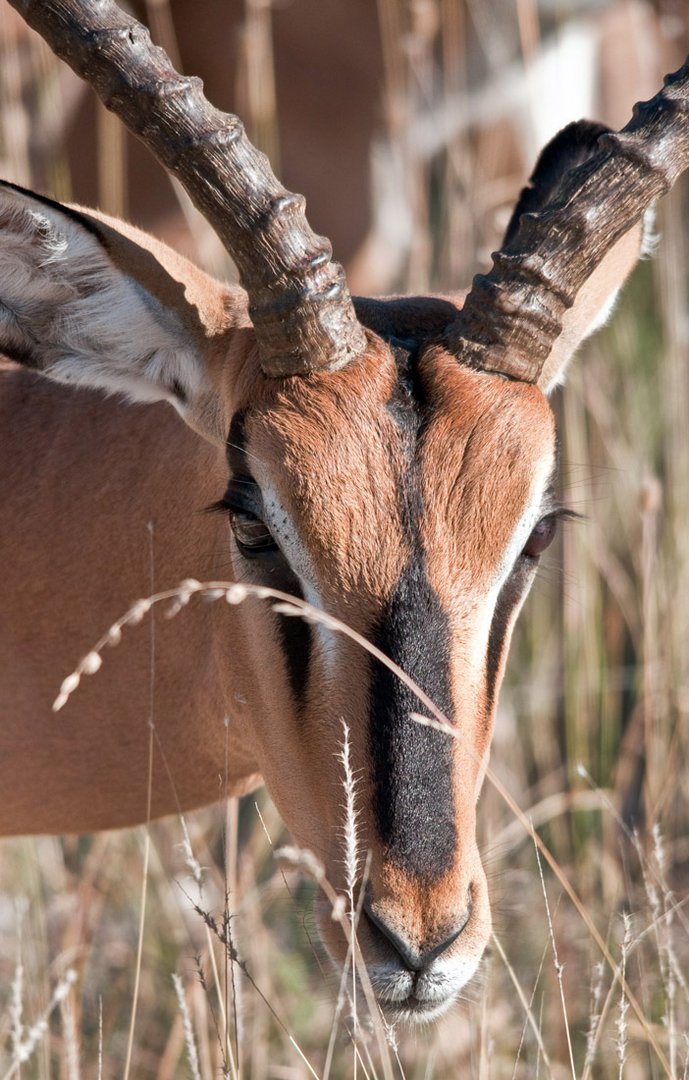 Impala