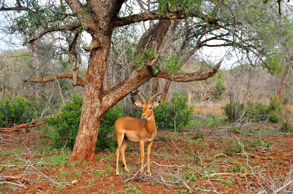 Impala