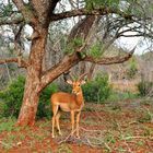 Impala