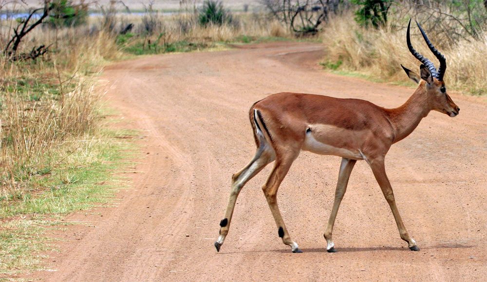 ..Impala...