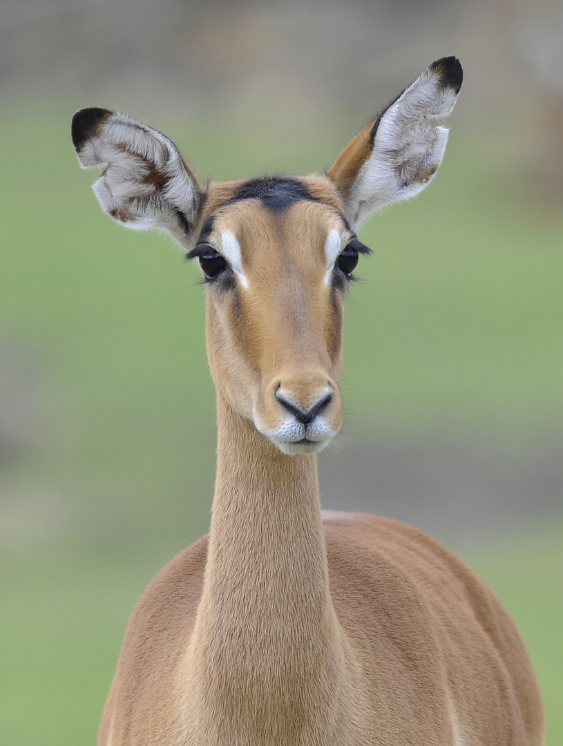 Impala