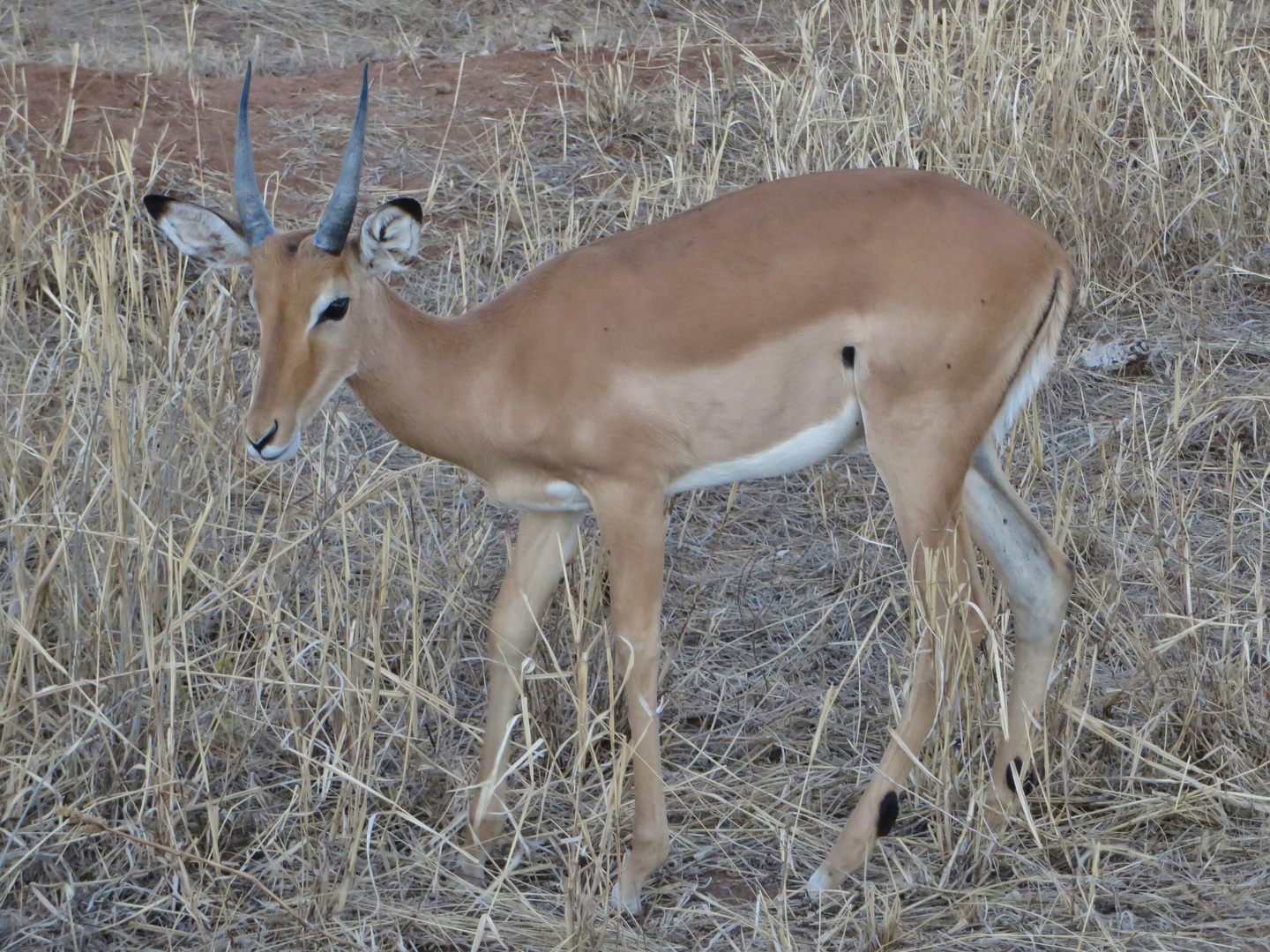 Impala