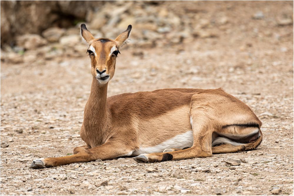 Impala