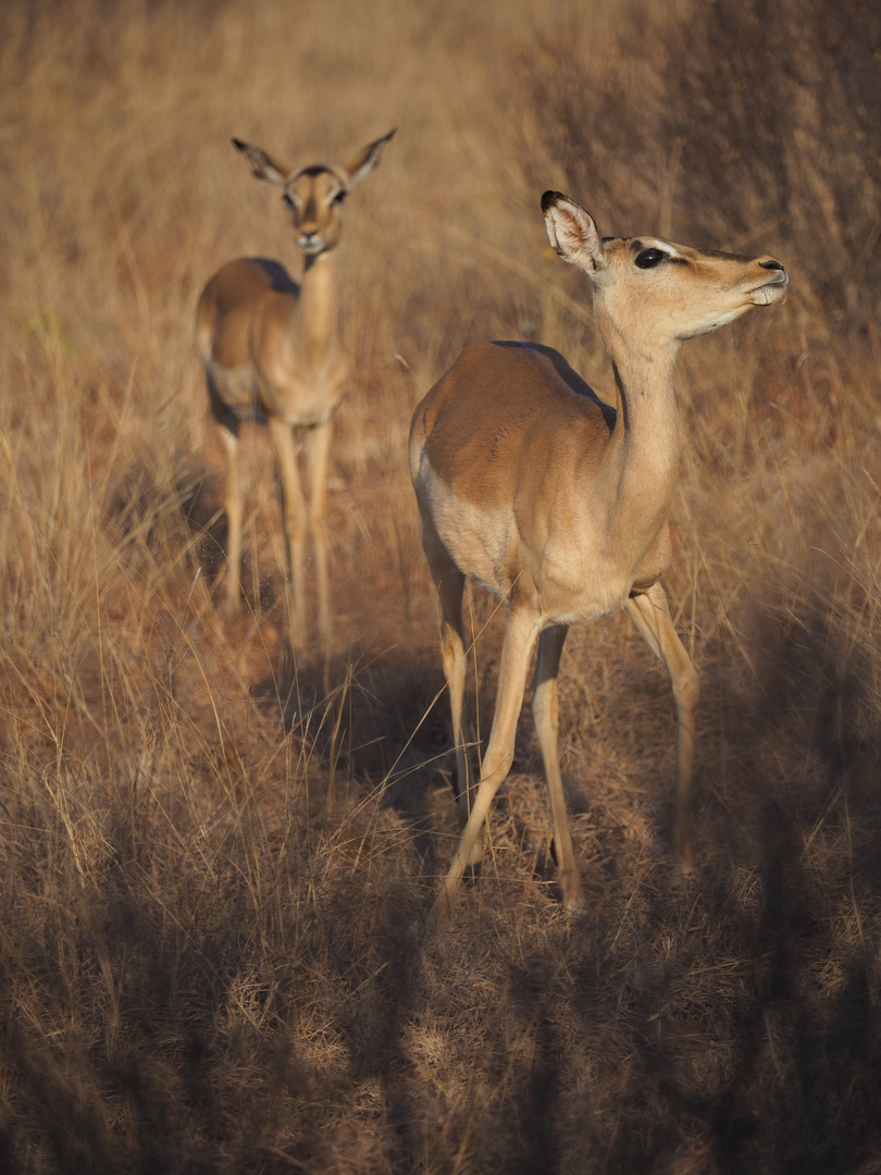 Impala