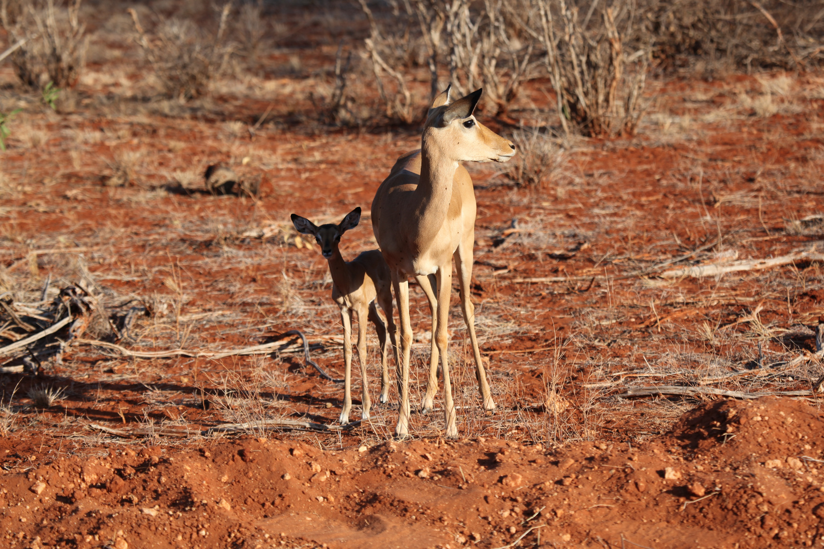 Impala