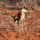 Impala